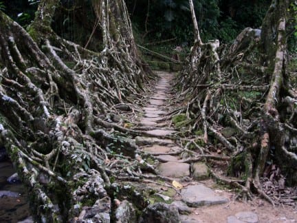 Suelo y raíces: rehabilitar el terreno de un árbol