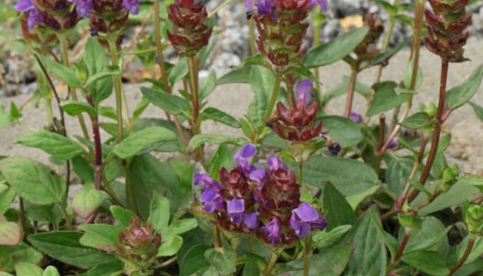 Mata de Prunella vulgaris en flor con espigas violetas