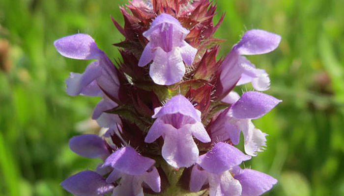 Detalle de una espiga de prunela con flores violetas abiertas