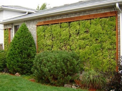 Muro vegetal con módulos vegetados en distintas fases de desarrollo