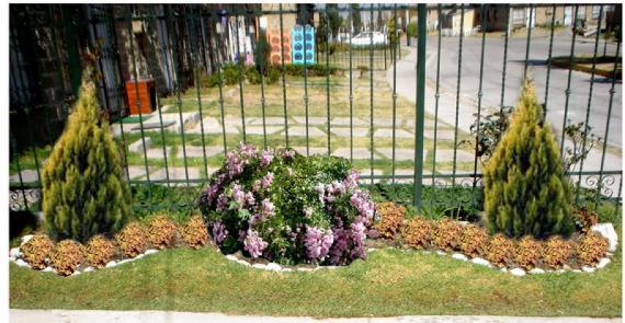Arbustos ornamentales en un jardín