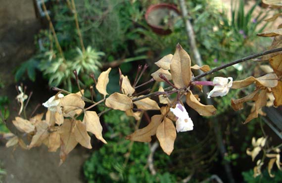 Hojas secas de una planta deshidratada