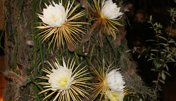 Flores blancas nocturnas de Selenicereus grandiflorus abiertas sobre un tronco