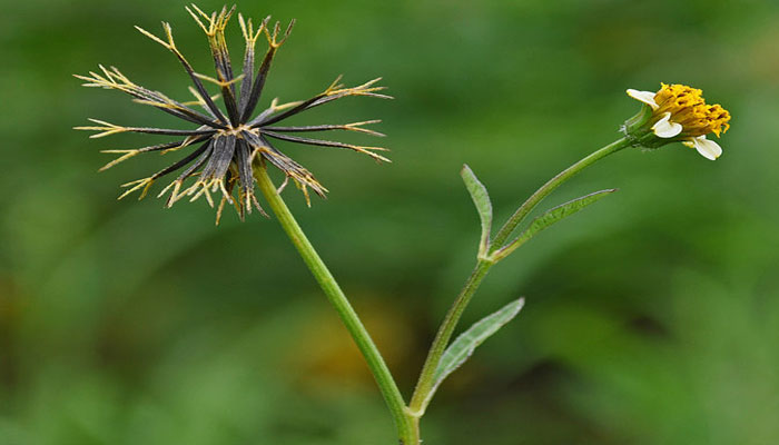 Cabezuela seca de Bidens pilosa con los aquenios negros radiados y una flor abierta