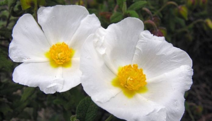 Dos flores blancas grandes de jara con estambres amarillos y hojas rugosas