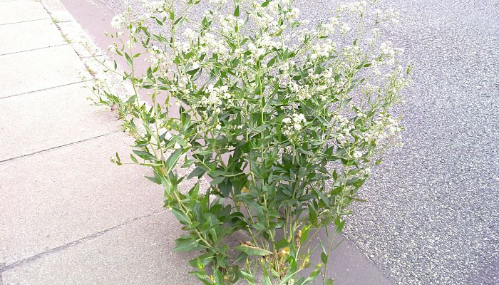 Mata de Lepidium latifolium con sus panículas de flores blancas diminutas