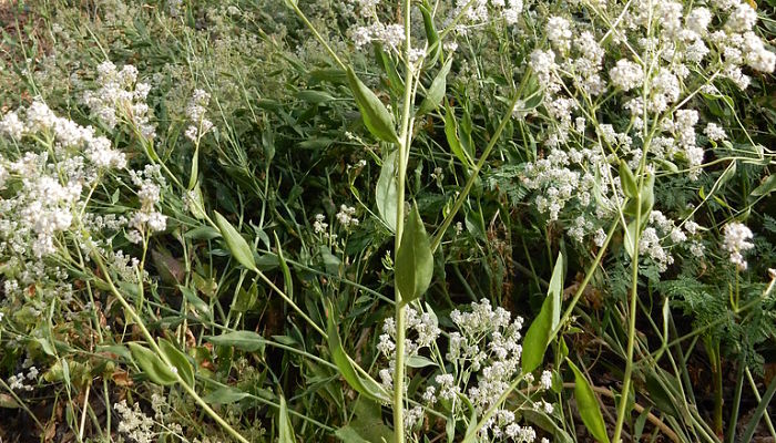 Lepidium latifolium creciendo entre otras herbáceas en un ribazo
