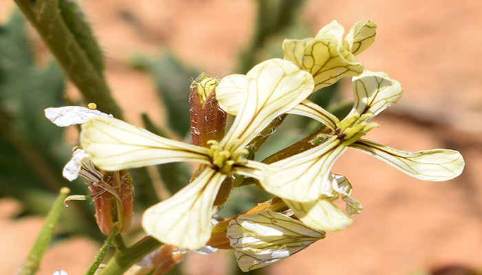 Flor de roqueta de pétalos color crema con venas violetas