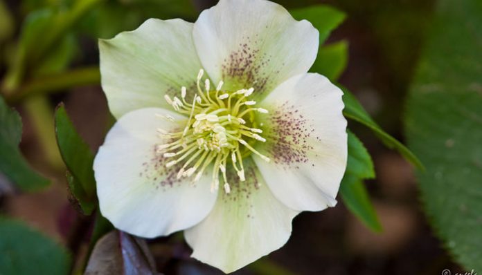 Flor de eléboro blanca con motas granates y corona de estambres amarillos
