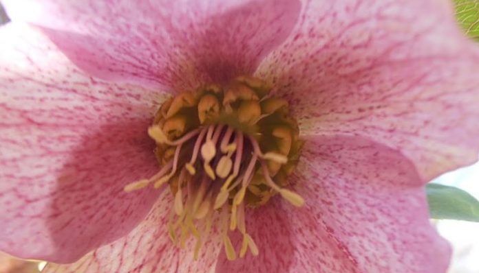 Centro de una flor de eléboro rosada con estambres y nectarios visibles