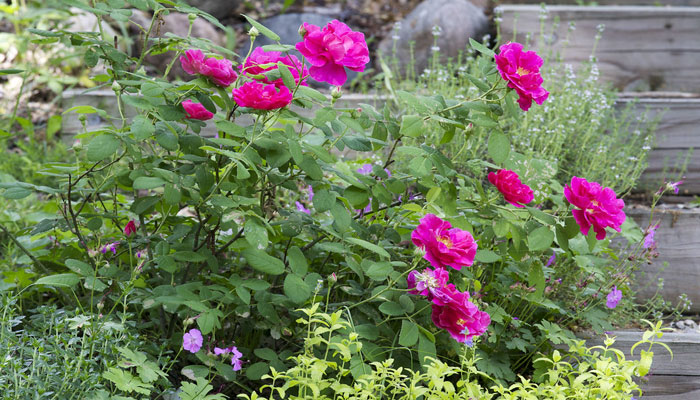 Mata baja de rosal antiguo con flores magenta semidobles en un arriate