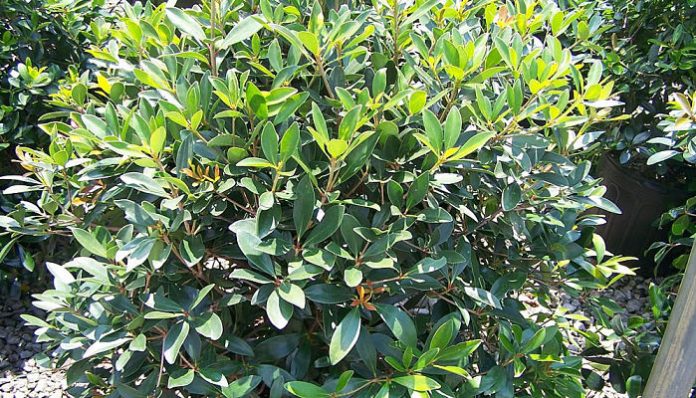 Mata de hoja perenne lustrosa cultivada como sakaki