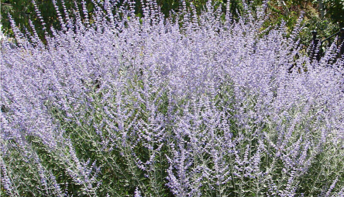 Salvia Rusa. Origen, Descripción, Cultivo, Cuidados, Propiedades