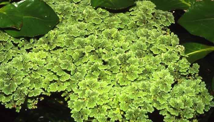 Manto de Azolla filiculoides sobre el agua, con frondas diminutas de aspecto de musgo