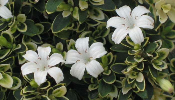 Flores blancas y hojas variegadas de Serissa japonica