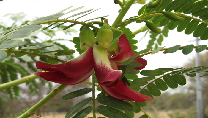 Flor roja de Sesbania grandiflora abierta en la rama