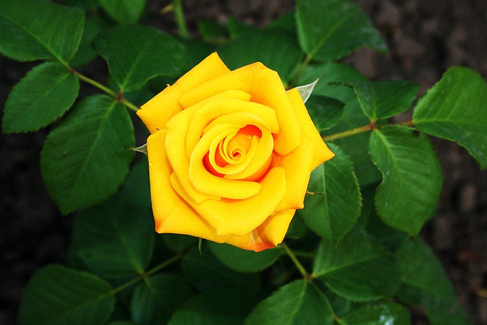 Rosas amarillas en el jardin