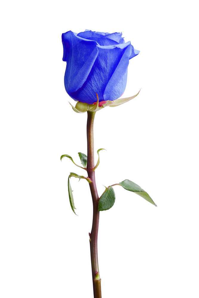 Rosas azules tenidas
