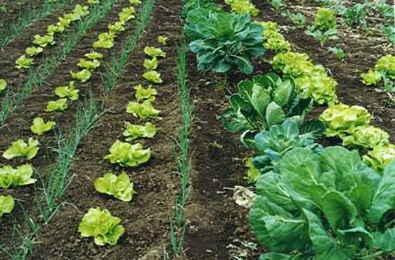 Suelo de cultivo con buena estructura