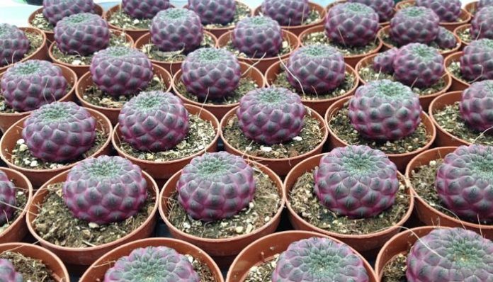 Ejemplares jóvenes de Sulcorebutia rauschii de cuerpo violáceo cultivados en macetas