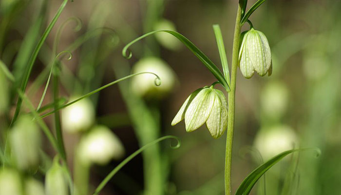 Fritillaria verticillata var. thunbergii, una especie distinta del tablero de damas
