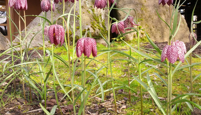 Tablero de damas en flor en un jardín