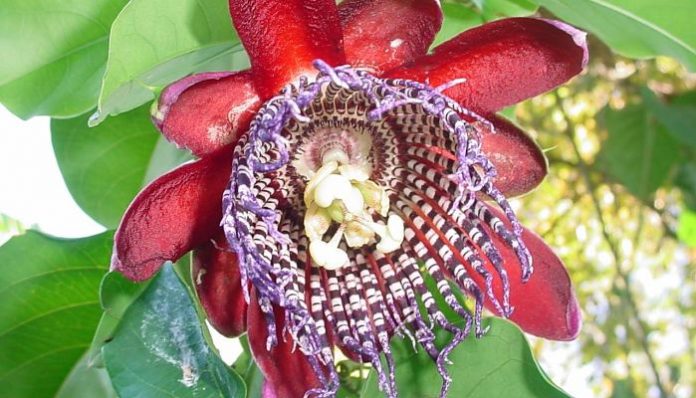Flor abierta de color rojo oscuro con corona de filamentos rayada de otra pasiflora