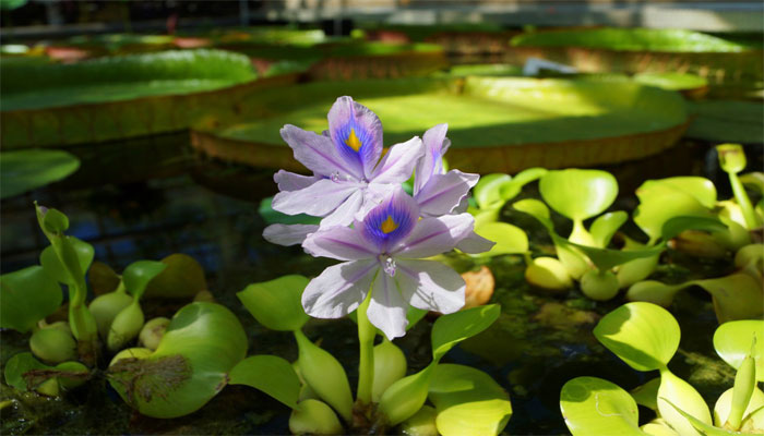 Jacinto de agua o taruya, con la flor lila y los pecíolos hinchados