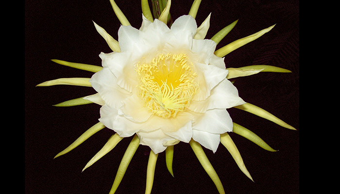 Flor blanca y amarilla de pitahaya abierta de noche sobre fondo oscuro