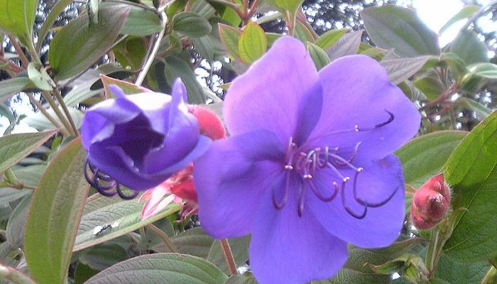 Flores violetas de tibouchina con estambres oscuros y curvados