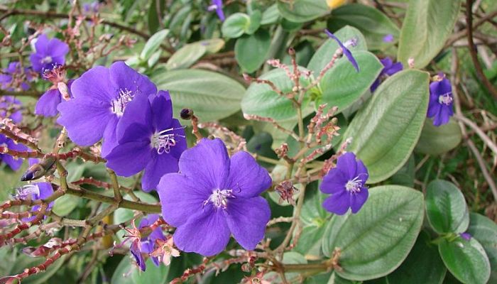 Arbusto de tibouchina cubierto de flores violeta intenso