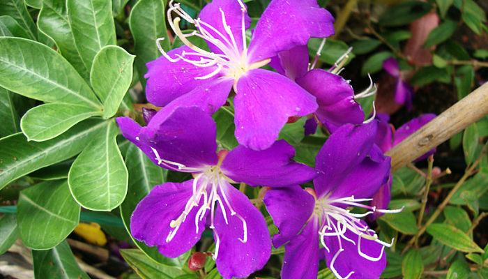 Flores de tibouchina de color púrpura con estambres blancos abiertos