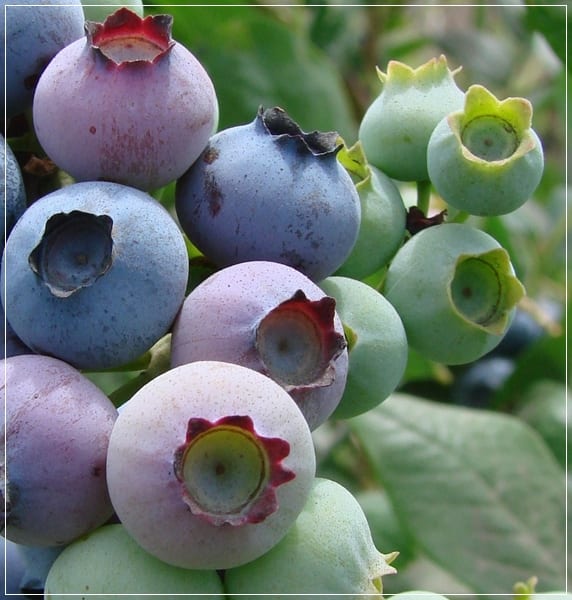 Arbusto de arándanos cargado de fruto maduro