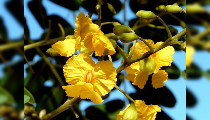Flores amarillas amariposadas de Tipuana tipu vistas de cerca