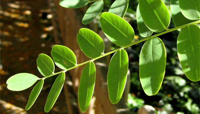 Hoja compuesta imparipinnada de Tipuana tipu con folíolos oblongos