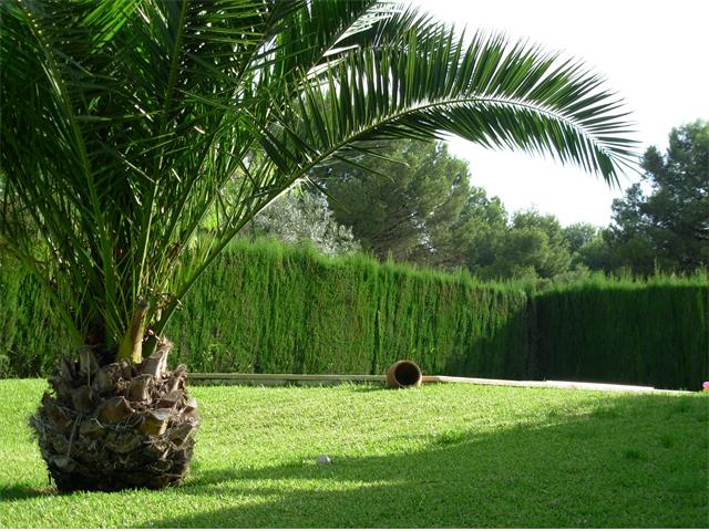 Palmeras adultas en un jardín mediterráneo