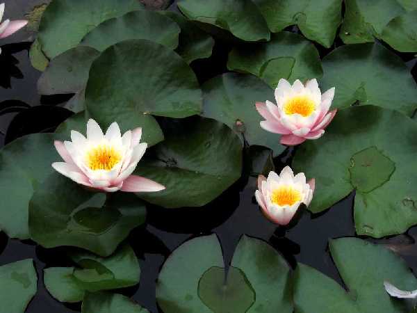 Hojas y flores de nenúfar sobre la lámina de agua de un estanque