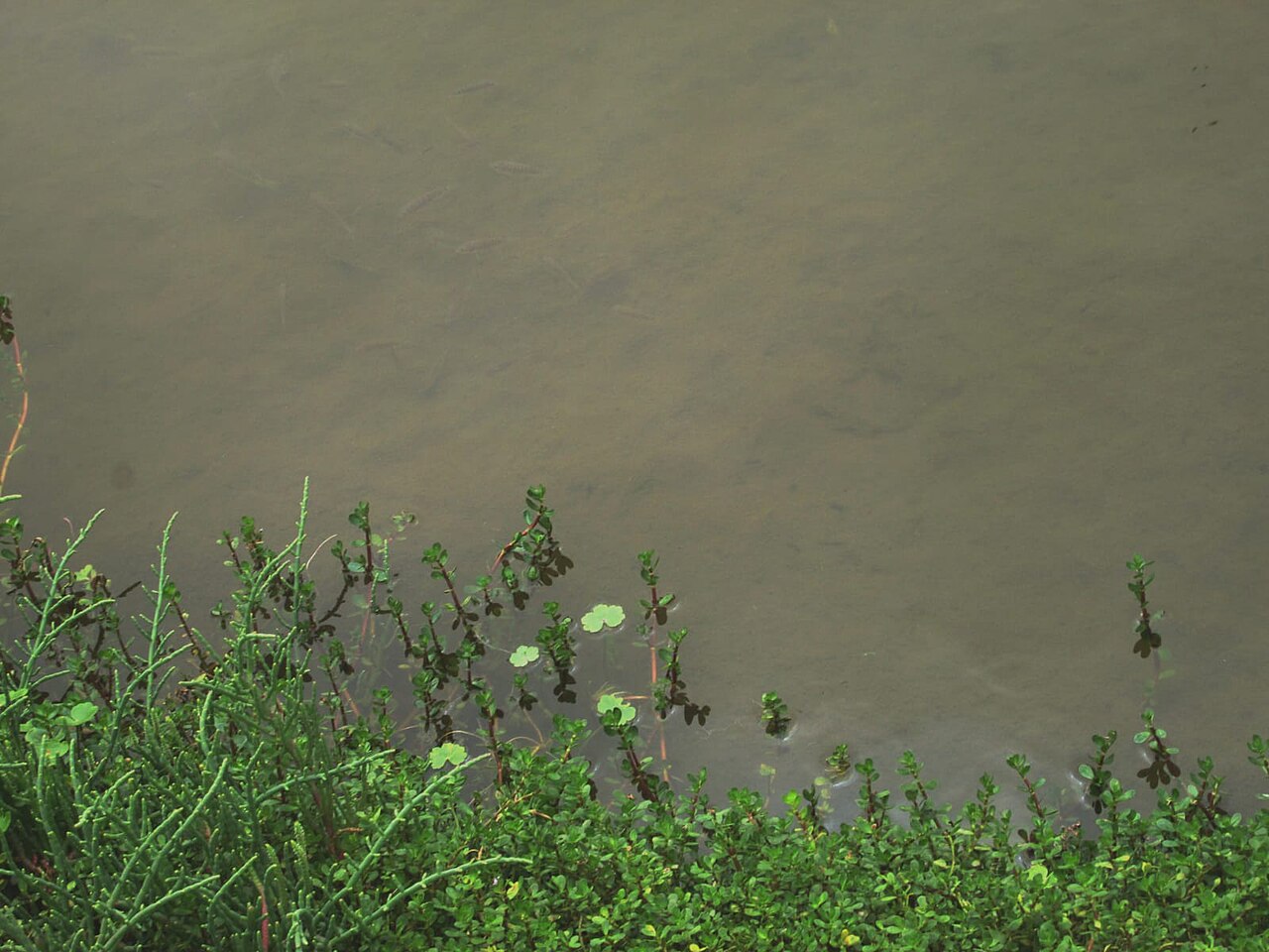 Flor de loto levantada sobre el agua junto a hojas peltadas