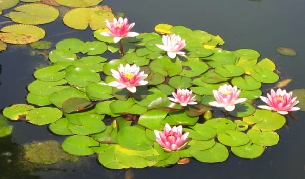 Plantas flotantes: cuarentena, ley y eliminación