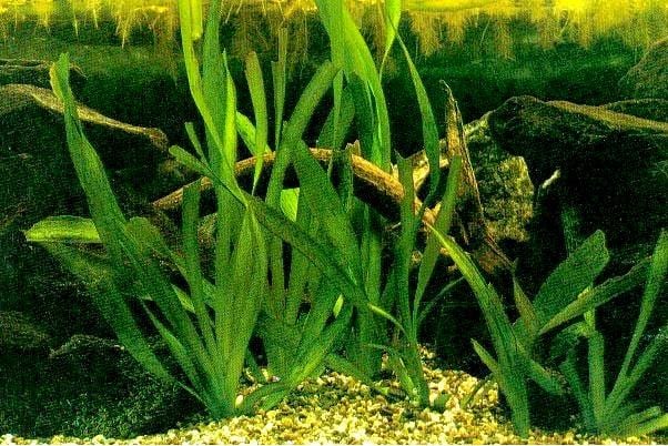 Vallisneria gigante, planta acuática sumergida de hojas acintadas