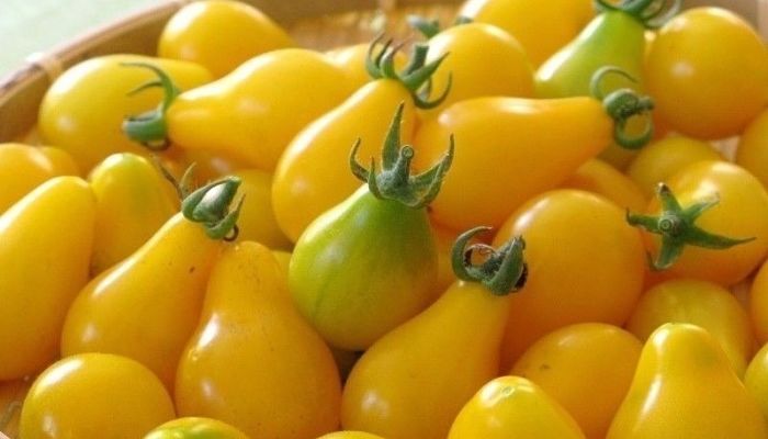 Frutos de tomate pera amarilla recién recolectados en un cesto