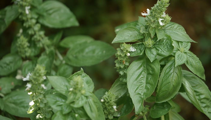 Mata de albahaca en flor con espigas de florecillas blancas