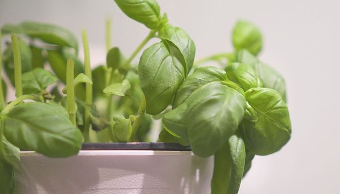 Mata de albahaca de hoja verde creciendo en una maceta
