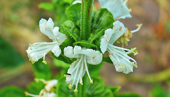 Flores blancas de albahaca vistas de cerca
