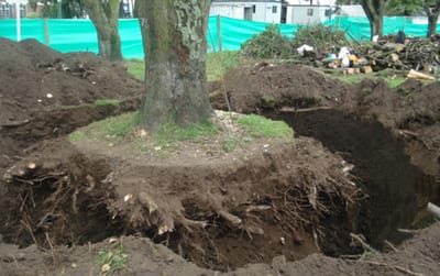Árbol preparado con el cepellón envuelto para ser trasplantado