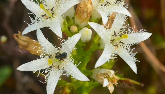 Flores blancas de Menyanthes trifoliata cubiertas de pelos rizados, visitadas por un insecto