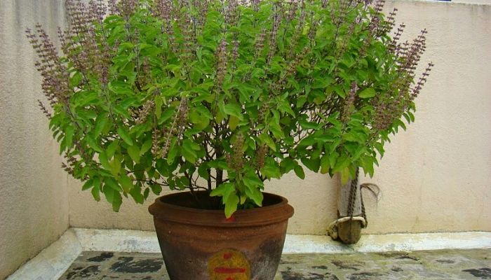 Mata de albahaca sagrada en una maceta de barro, con espigas florales moradas