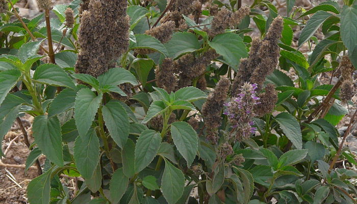 Albahaca sagrada con las espigas florales ya granadas y secas