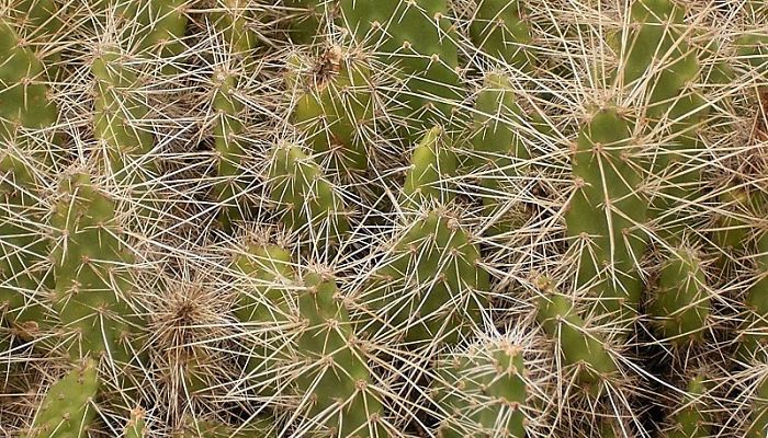 Mata densa de Tunilla soehrensii con segmentos pequeños cubiertos de espinas largas y claras
