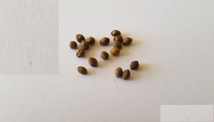 Semillas pardas y ovoides de una convolvulácea sobre fondo blanco
